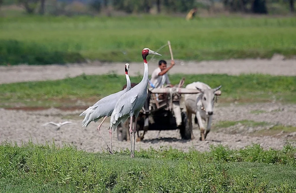 Cane symbolism in India's spiritual meaning