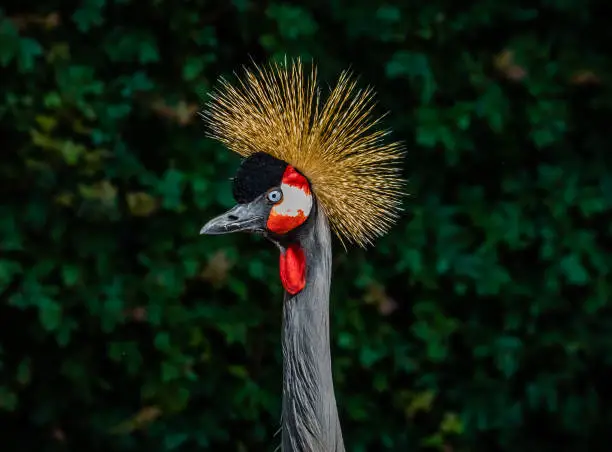 Crane Spiritual Meaning and Symbolism