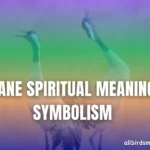 Crane Spiritual Meaning & Symbolism