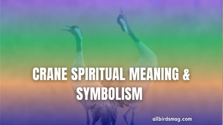 Crane Spiritual Meaning & Symbolism