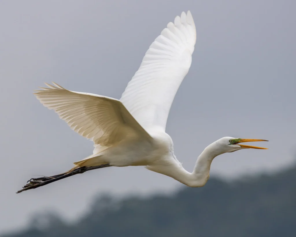 Crane Spiritual Meaning and Symbolism