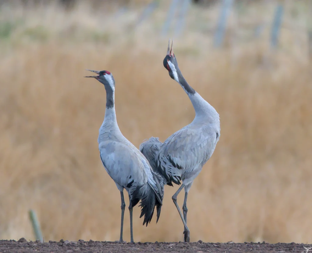 Spiritual meaning of crane bird