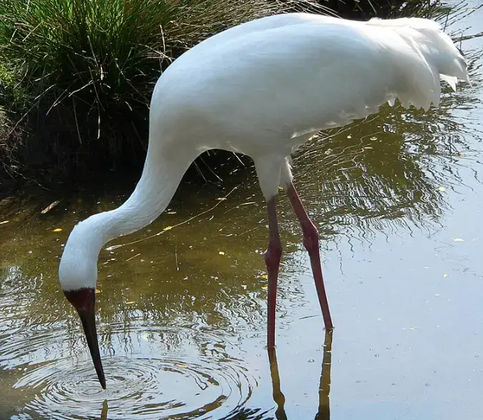 White crane's spiritual meaning