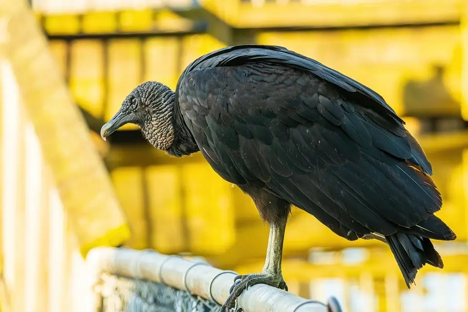 Black Vulture's Spiritual  and Symbolic Meaning