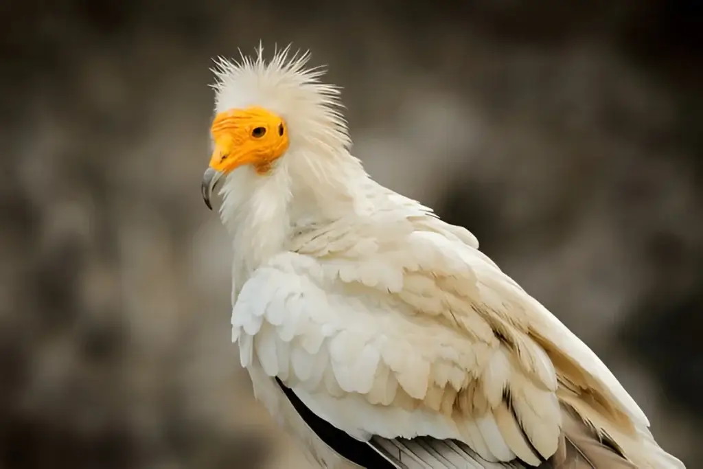Egyptian Vulture Symbolism