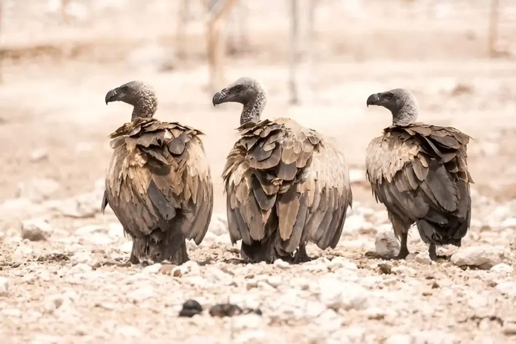 Seeing 3 Vultures Meaning