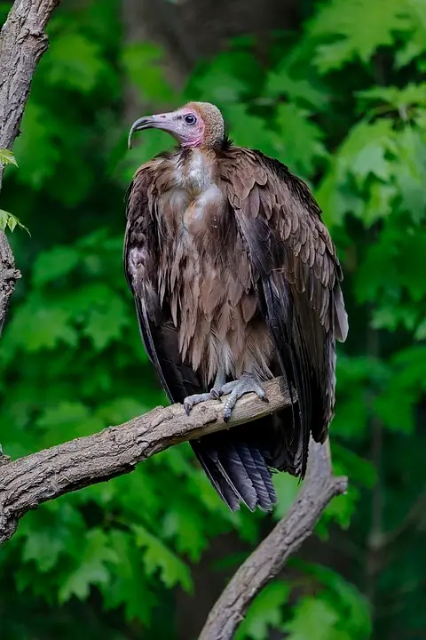 Vulture Spirit, Totem, and Powerful Animal