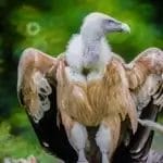 Vulture Spiritual Meaning