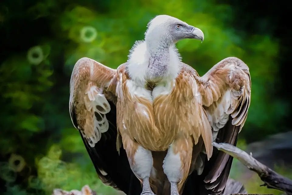 Vulture Spiritual Meaning