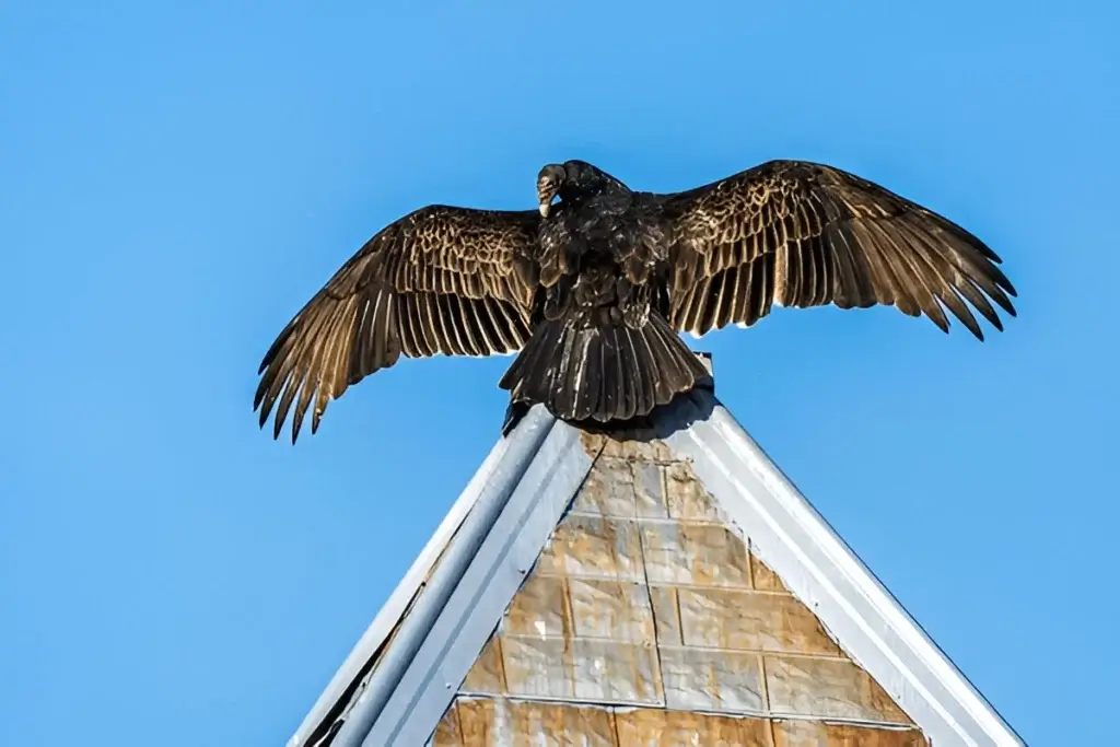 Vulture Symbolism in the Bible